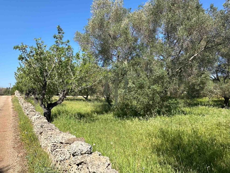 Tomt i Carovigno, Brindisi - bilde 4